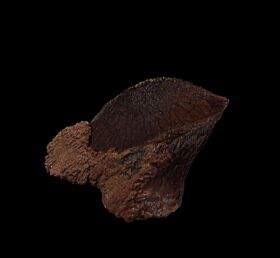 triceratops fossils