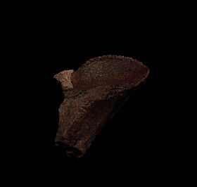 triceratops fossils for sale