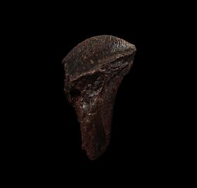 triceratops fossils