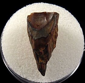 Triceratops spitter dinosaur tooth for sale | Buried Treasure Fossils