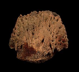 triceratops fossils
