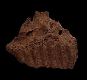 triceratops fossils for sale