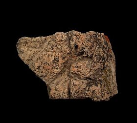 Rare Triceratops frill section for sale | Buried Treasure Fossils