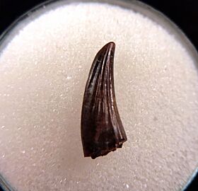 Big Paronychodon tooth for sale | Buried Treasure Fossils