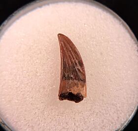 Cheap Paronychodon tooth for sale | Buried Treasure Fossils