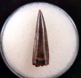 Richardoestesia isosceles tooth for sale | Buried Treasure Fossils