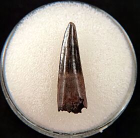 Large Richardoestesia tooth for sale | Buried Treasure Fossils