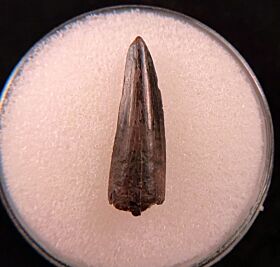 Hell Creek Richardoestesia tooth for sale | Buried Treasure Fossils