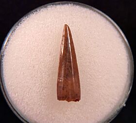 Real Richardoestesia tooth for sale | Buried Treasure Fossils