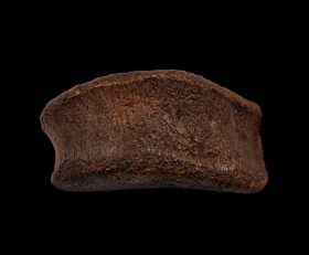 Edmontosaurus toe bone for sale | Buried Treasure Fossils