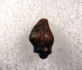Real Thesc premaxillary tooth for sale | Buried Treasure Fossils