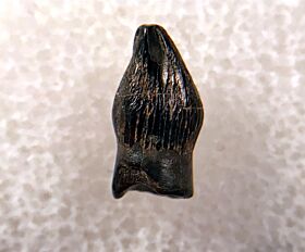 Quality Thescelosaurus premaxillary tooth for sale | Buried Treasure Fossils