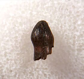 Hell Creek Thescelosaurus premaxillary tooth for sale | Buried Treasure Fossils