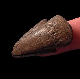 Thescelosaurus claw for sale | Buried Treasure Fossils