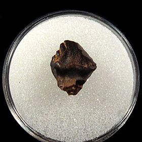 Edmontia rugosidens tooth | Buried Treasure Fossils