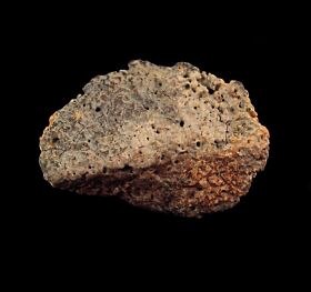 ankylosaurus fossils for sale