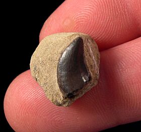 Juvenile Allosaurus tooth for sale |Buried Treasure Fossils
