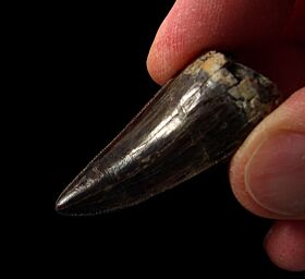 Quality Allosaurus tooth for sale |Buried Treasure Fossils