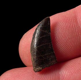 Cheap Allosaurus tooth for sale |Buried Treasure Fossils