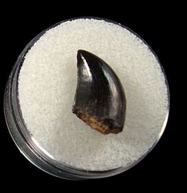 Morrison Allosaurus fragilis tooth for sale | Buried Treasure Fossils