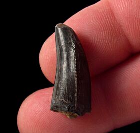 Jurassic 	Allosaurus tooth for sale |Buried Treasure Fossils