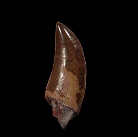 Big Allosaurus fragilis tooth for sale |Buried Treasure Fossils