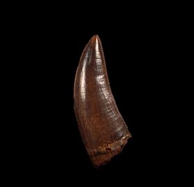 dino teeth for sale
