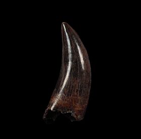 Big dinosaur tooth for sale | Buried Treasure Fossils