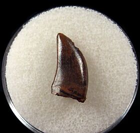 Juvenile Nano tooth for sale | Buried Treasure Fossils