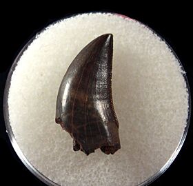 Real Nanotyrannus tooth for sale | Buried Treasure Fossils