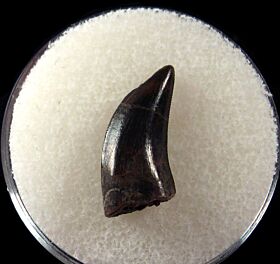 Real Nanotyrannus tooth for sale | Buried Treasure Fossils