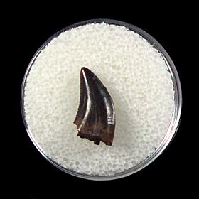 velociraptor tooth for sale