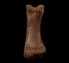 Large Struthiomimus toe bone for sale | Buried Treasure Fossils