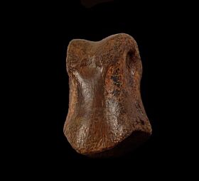 Ornithomimid dinosaur toe bone | Buried Treasure Fossils
