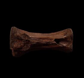 Struthiomimus tail vertebra for sale | Buried Treasure Fossils