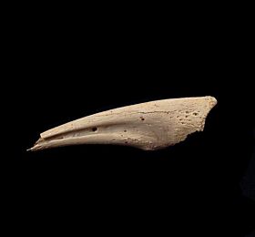 Struthiomimus manus claw for sale | Buried Treasure Fossils