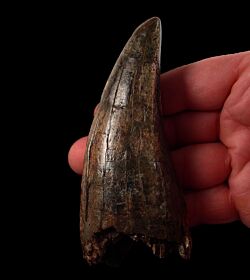 Huge T rex tooth for sale  | Buried Treasure Fossils