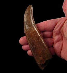 Top Quality T rex tooth - Hell Creek Fm., Montana