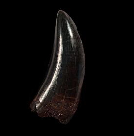 Large T rex tooth for sale  | Buried Treasure Fossils