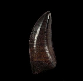 Large T. rex tooth for sale  | Buried Treasure Fossils