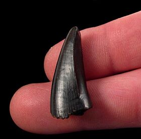 t rex tooth fossil for sale