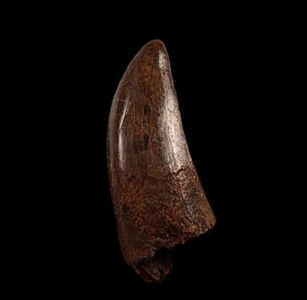 t rex tooth fossil for sale