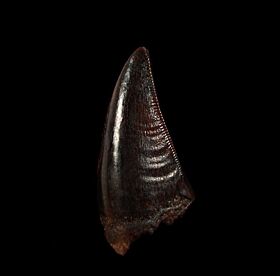 Large T-rex tooth for sale  | Buried Treasure Fossils