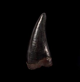 T-rex premax tooth for sale | Buried Treasure Fossils     