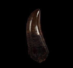 Tyrannosaurus tooth for sale | Buried Treasure Fossils