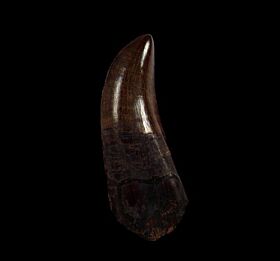 t rex tooth fossil for sale
