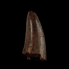 t rex tooth fossil for sale