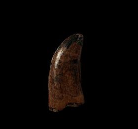 Tyrannosaurus rex tooth for sale  | Buried Treasure Fossils 