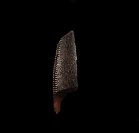 real t rex tooth fossil for sale