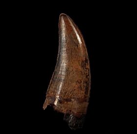 Daspletosaurus tooth for sale | Buried Treasure Fossils